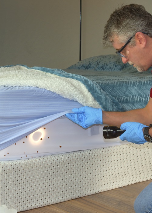 bed bug treatment service near me