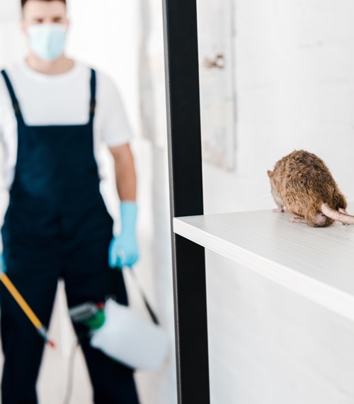 rodent removal services near me