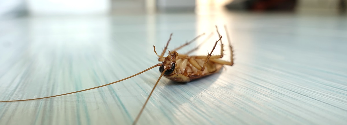 cockroach exterminators