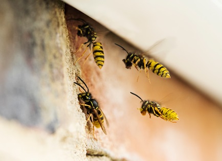 wasp and hornet pest control service